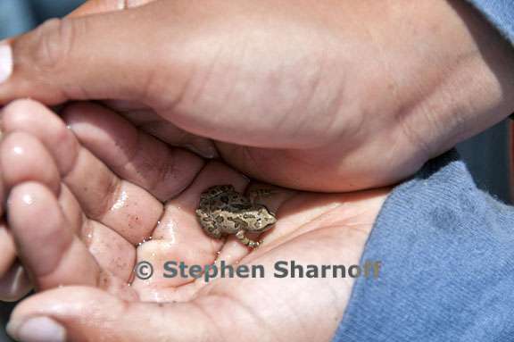 catching frogs 1 graphic